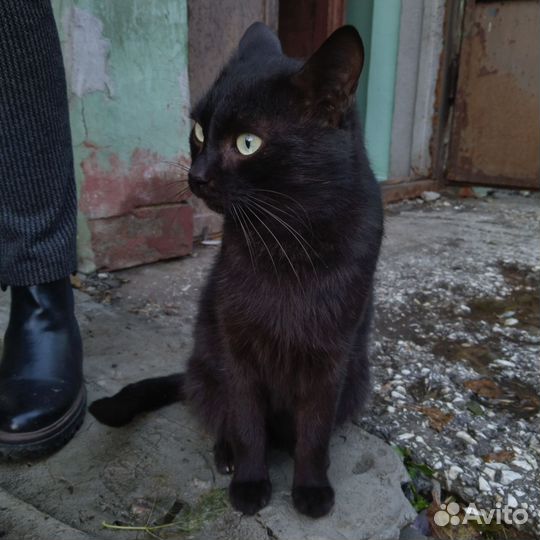 Черный котик мальчик