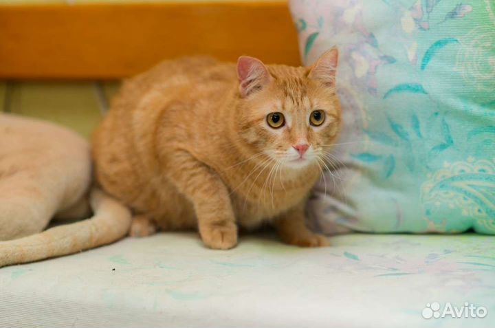 Рыжий котик