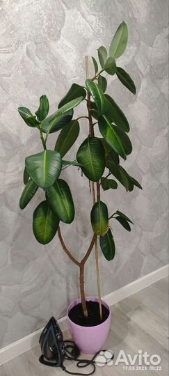 Фикус каучуковый