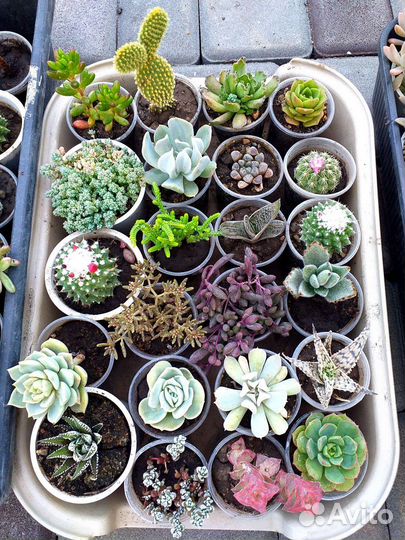 Суккуленты и кактусы