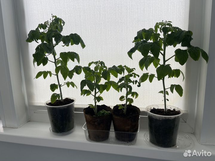 Рассада помидор Черри балконное чудо