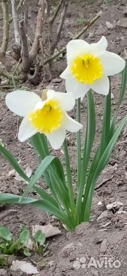 Луковицы нарциссов