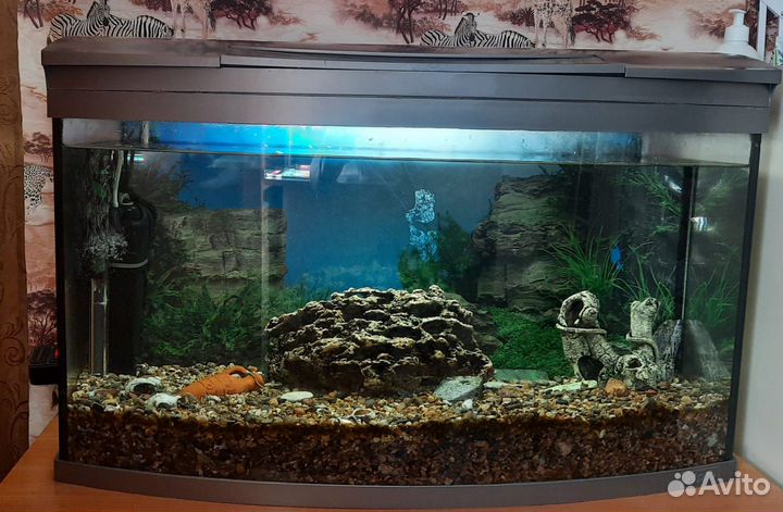 Аквариум 