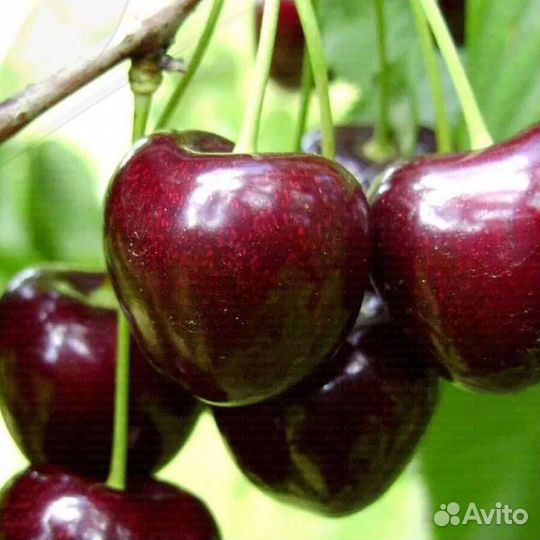 Грецкий орех