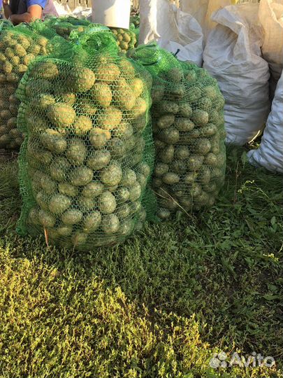 Продам картофель