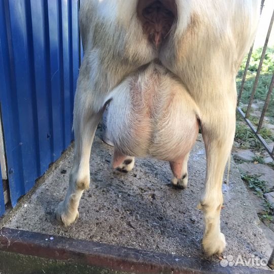 Продаются дойные козы