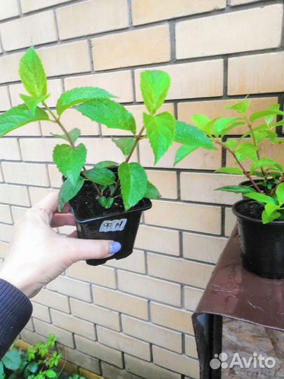 Гортензия метельчатая Фрайз Мельба