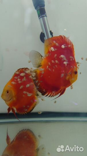 Дискус Red melon