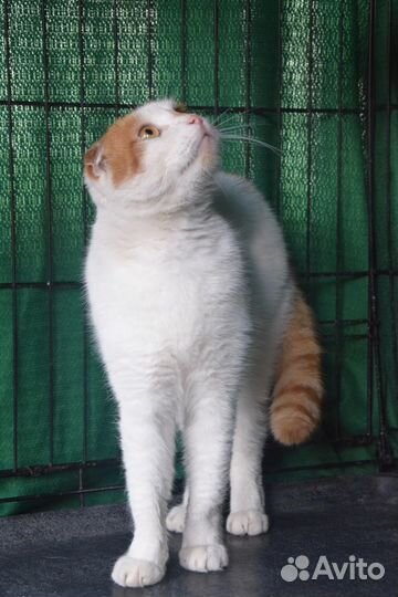 Котик 2 года в добрые руки