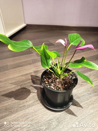 Антуриум Зизу