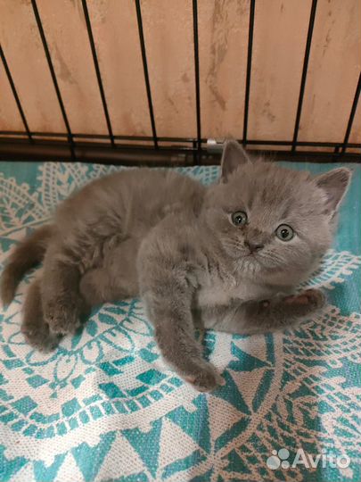 Чистокровные Шотландцы