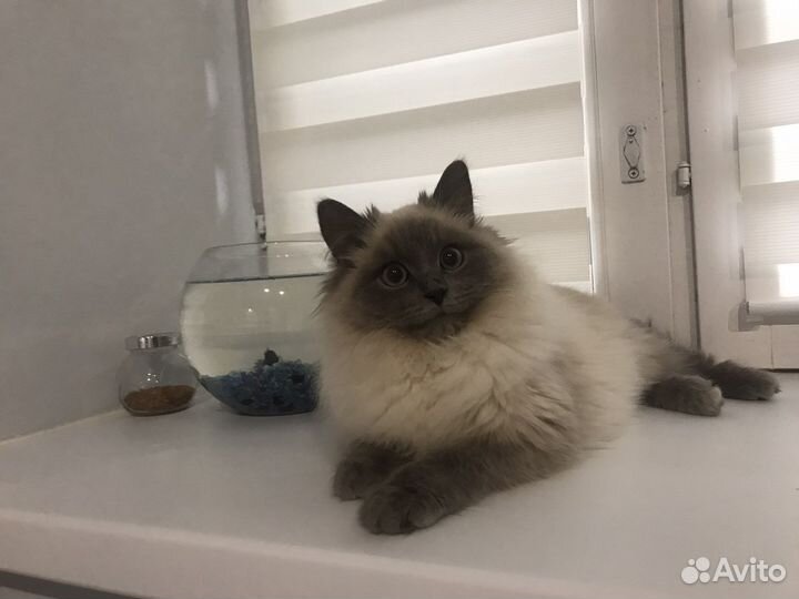 Зоогостиница. Передержка для кошек