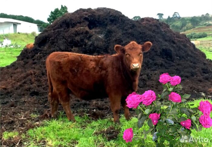 Перегной Навоз