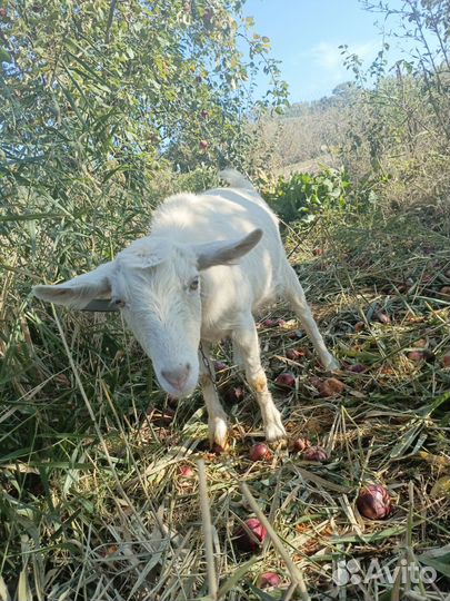 Молодые козочки зааненские под покрытие