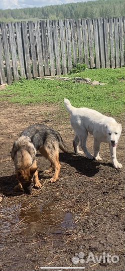 Продам щенка немецкой овчарки