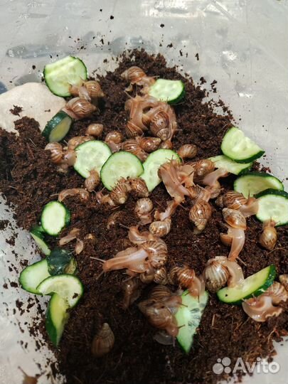 Улитки ахатины