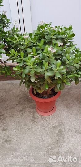 Денежные цветы