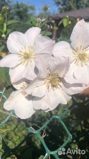 Садовые растения