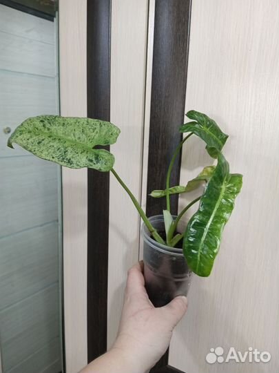 Филодендрон