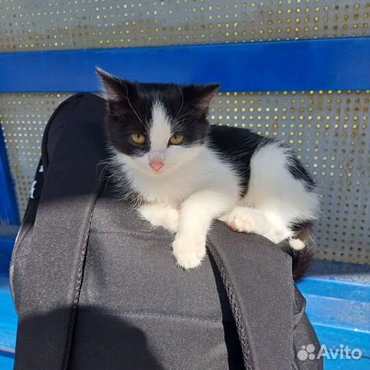 Котёнок девочка в дар