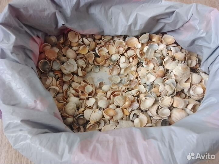 Ракушки