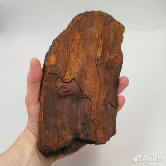 Окаменелое дерево, Россия / Окаменелости