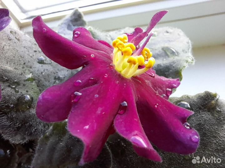 Фиалка сортовая