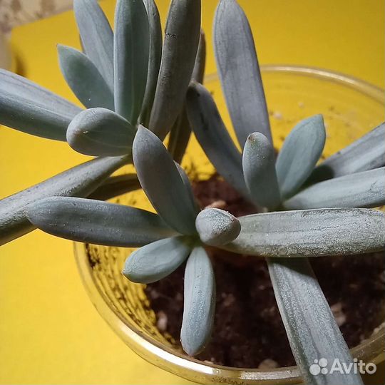 Суккуленты Крестовник ползучий (Серпенс)