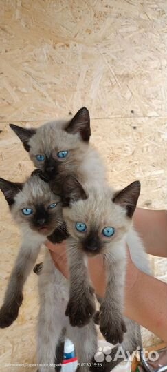 Котята сиамской породы