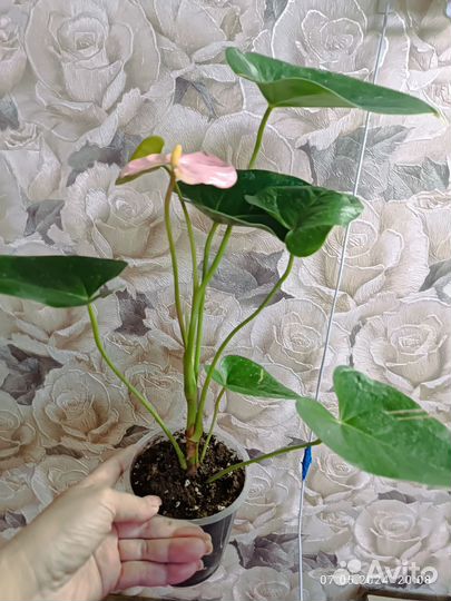 Антуриум белый и розовый.домашние кусты