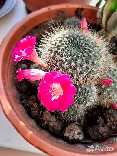 Кактус цветущий