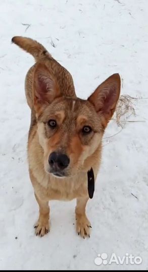 Собака в добрые руки