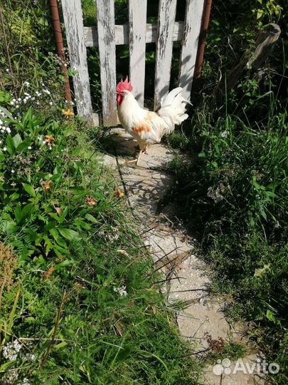 Молодые петушки