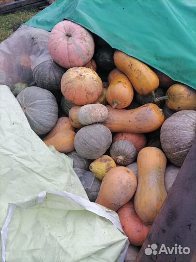 Тыква едовая сладкая