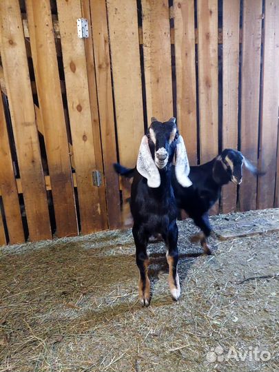 Нубийские козлята