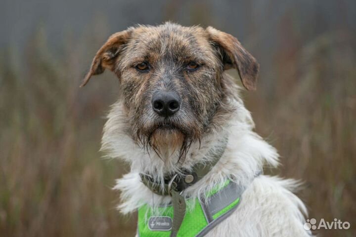 Молодой ласковый пёс в поисках дома