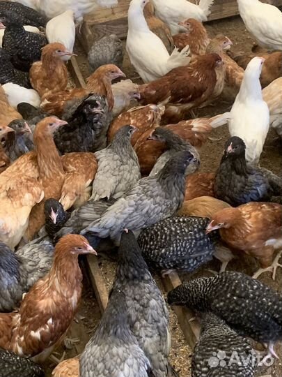 Куры молодки, доминанты, леггорны, ломан браун