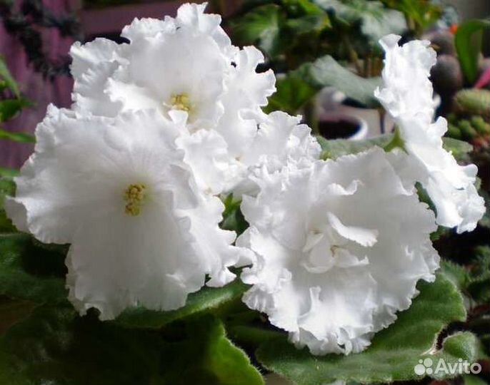 Сортовые фиалки, махровая глоксиния