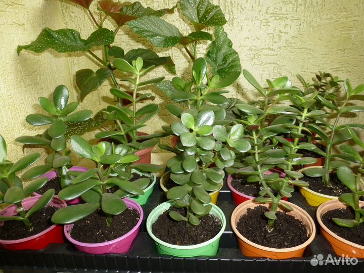 Денежное дерево толстянка