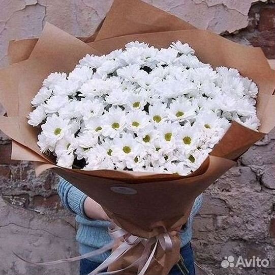 Хризантема