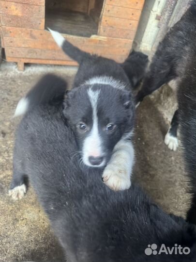 Русско европейская лайка