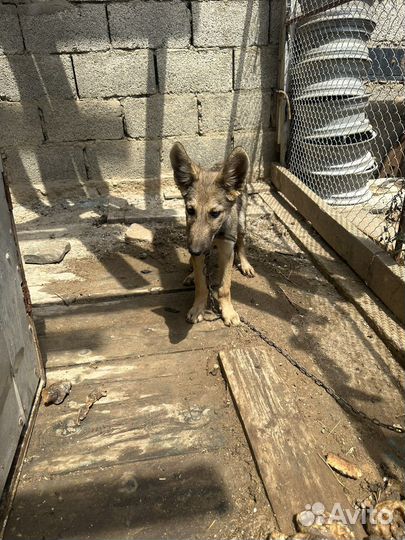 Щенки волкособа