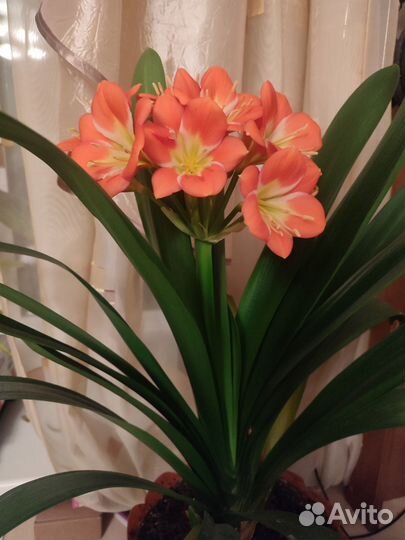 Комнатные цветы кливия