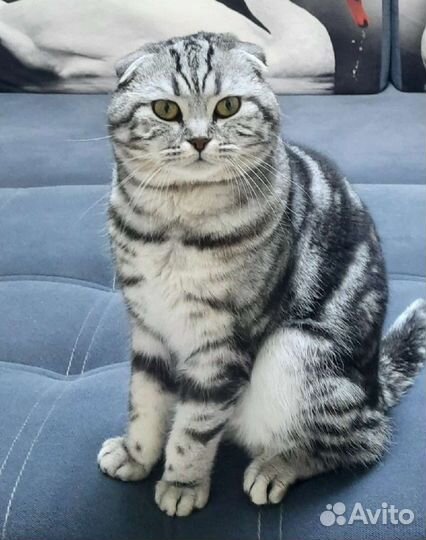 Вязка кот Шотландский