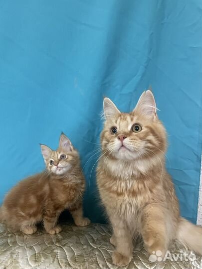 Коты и кошечки мейн-кун