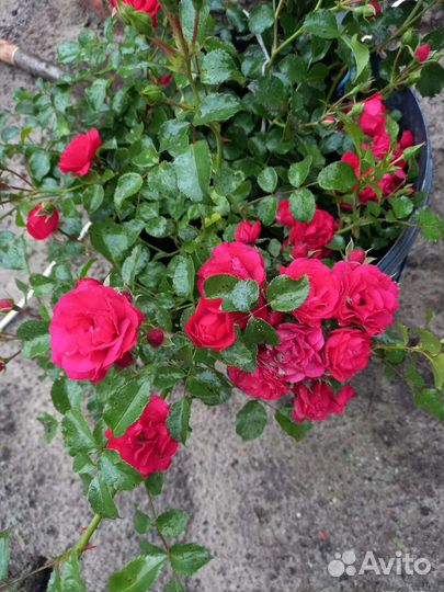 Розы и другие растения