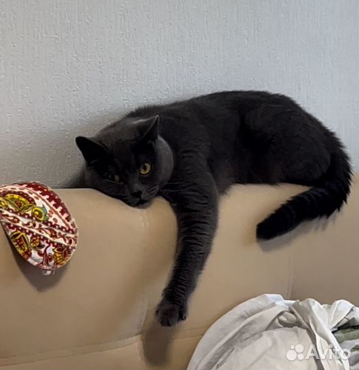 Передержка кошек и собак зоогостиница зооняня