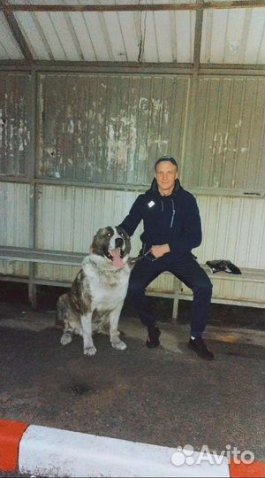 Собаки щенки