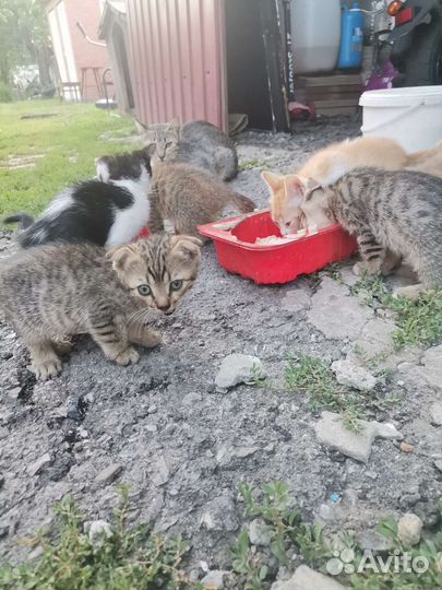 Возьмите котика