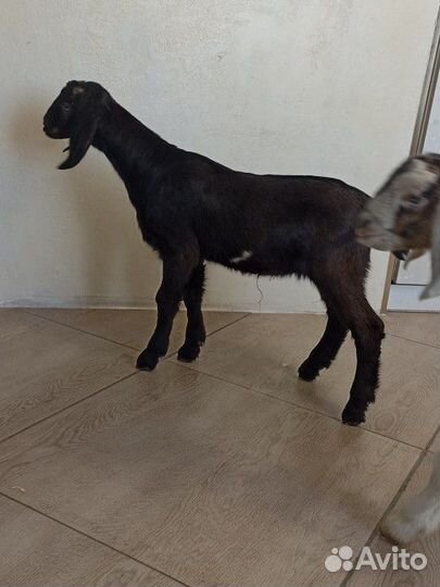 Козы дойные, козлята